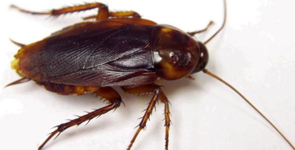 Administration discover cockroach infestation in vending machines