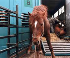 Horse slaughter: inhumane, unethical