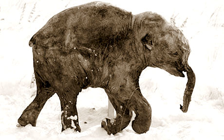 Scientists try to bring back the Woolley Mammoth