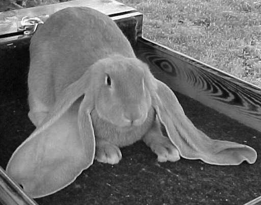 Rabbit exhibitors suffer discouragement 