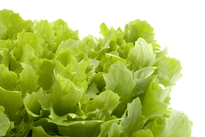 Lettuce leaves with white space