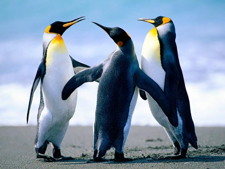 penguins gather to keep warm.